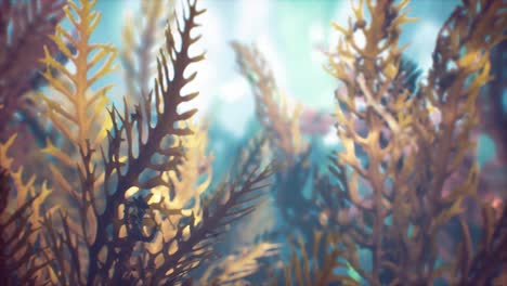 Underwater-tropical-colourful-soft-hard-corals-seascape